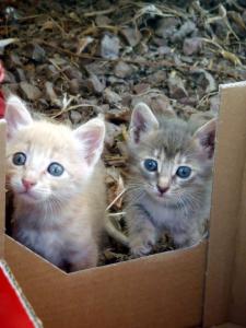kittens