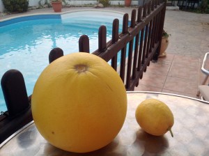 A giant grapefruit and a normal lemon
