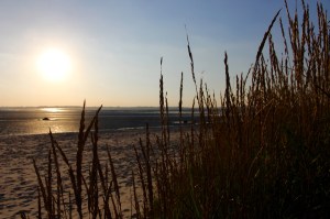 IMG_4231